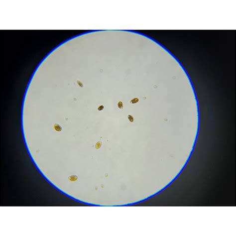fish hexa|Dino Identification – FishOfHex Aquatics.